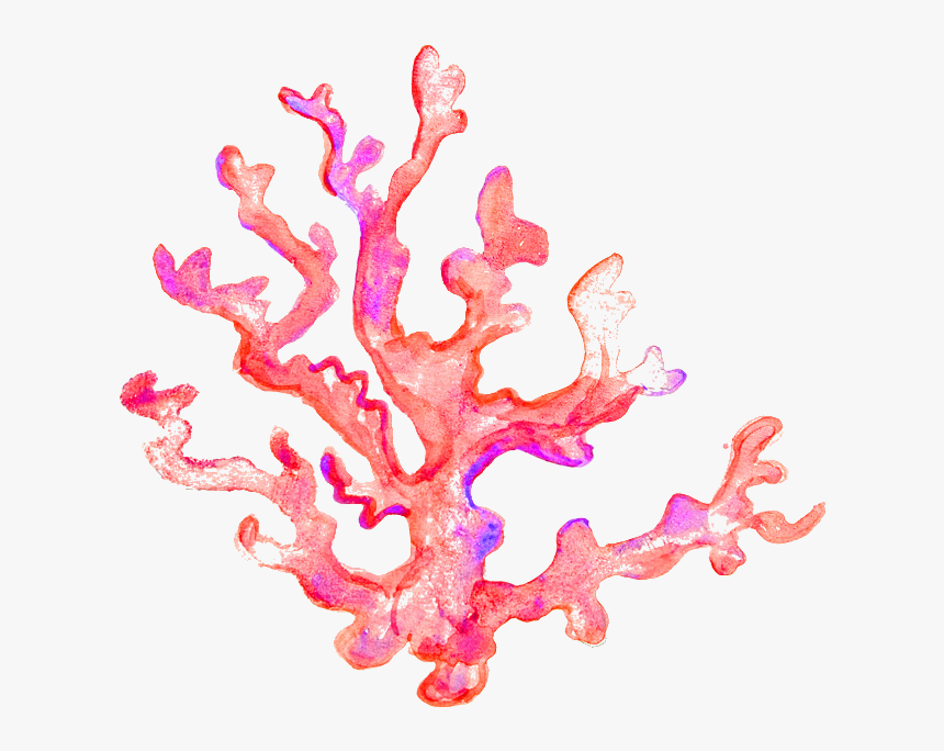 Coral Transparent, HD Png Download, Free Download