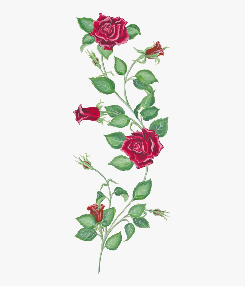 Transparent Rose Vine Png - Rose And Vine Tattoo, Png Download, Free Download