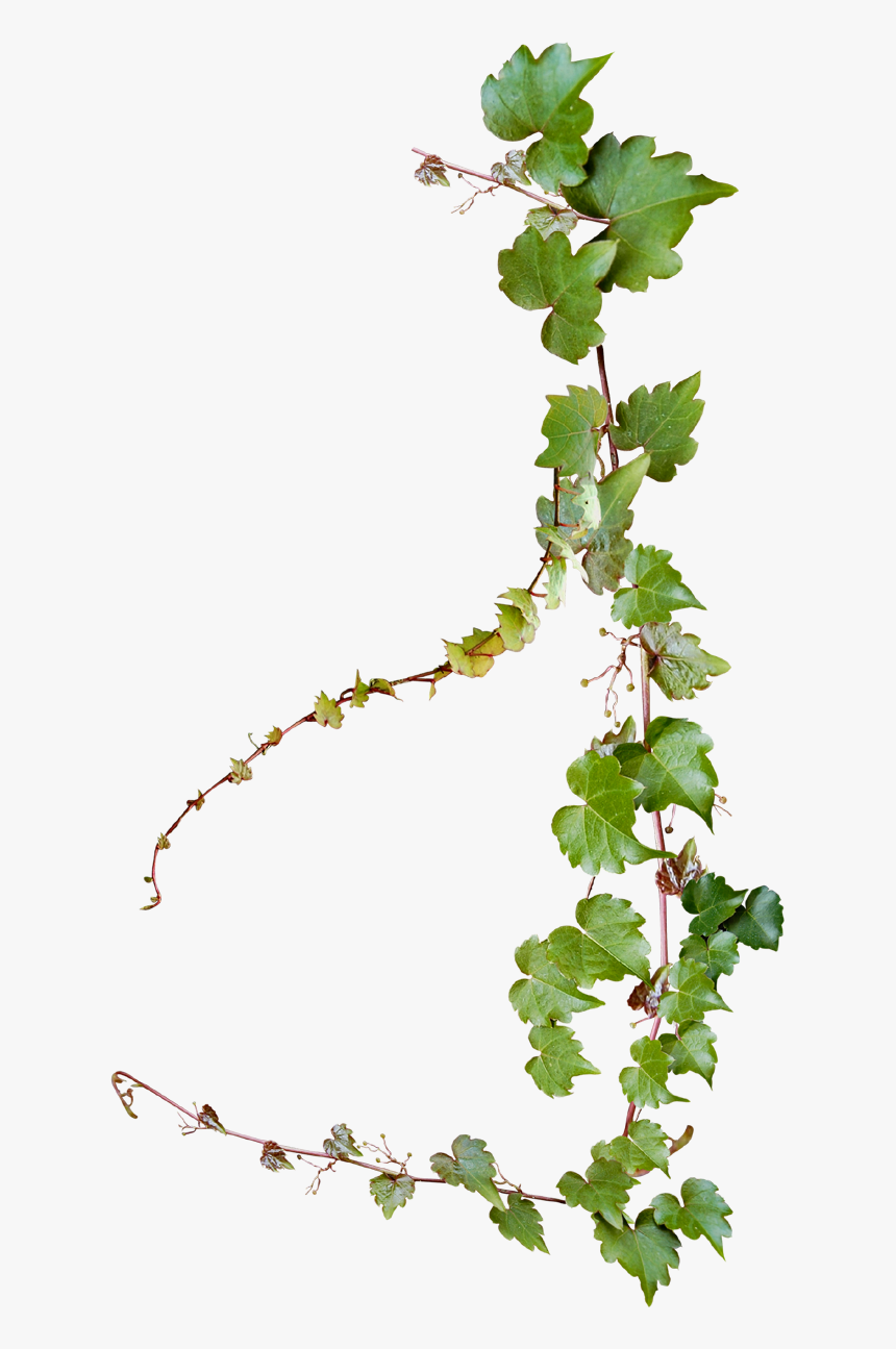 Grape Photography Vine Vines Creative Design Common - Transparent Background Vine Png, Png Download, Free Download