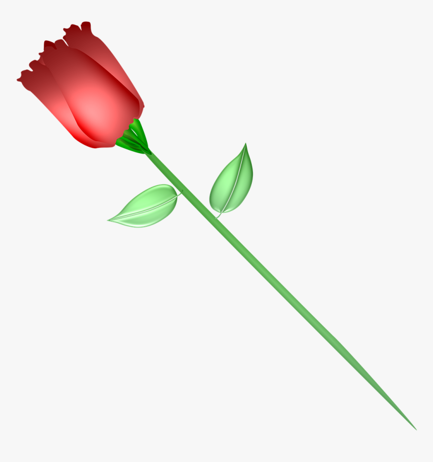 Transparent Red Rose Png - Rose, Png Download, Free Download