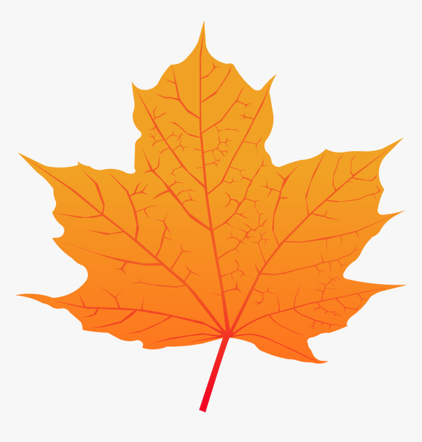 Maple Leaf - Feuille D Érable À Sucre, HD Png Download, Free Download