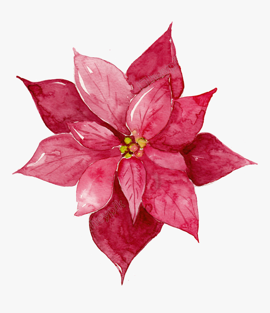 Transparent Poinsettia Clipart - Transparent Vector Watercolor Png, Png Download, Free Download