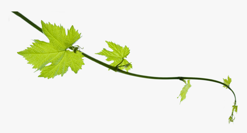 Grapes Vine Png - Grapevine Png, Transparent Png, Free Download