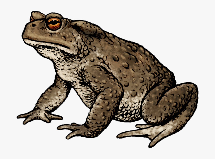 Fishing Pole Clipart Hok - Toad Png Animal, Transparent Png, Free Download