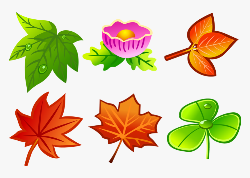 Various Types Of Leaves, HD Png Download, Free Download