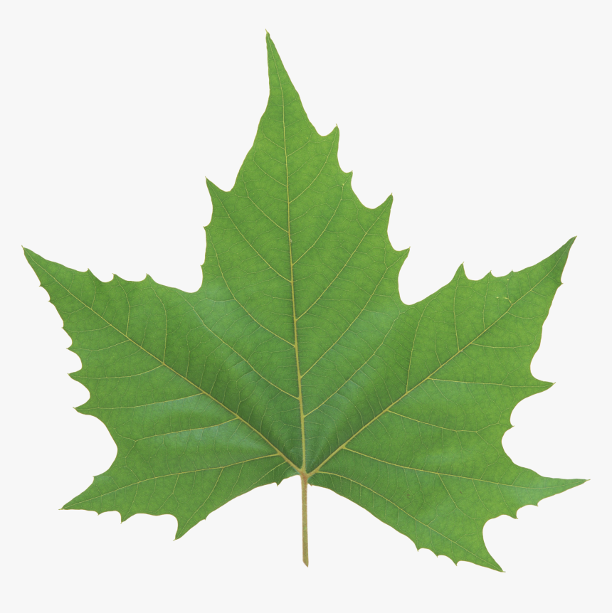 Green Maple Leaf Transparent, HD Png Download, Free Download