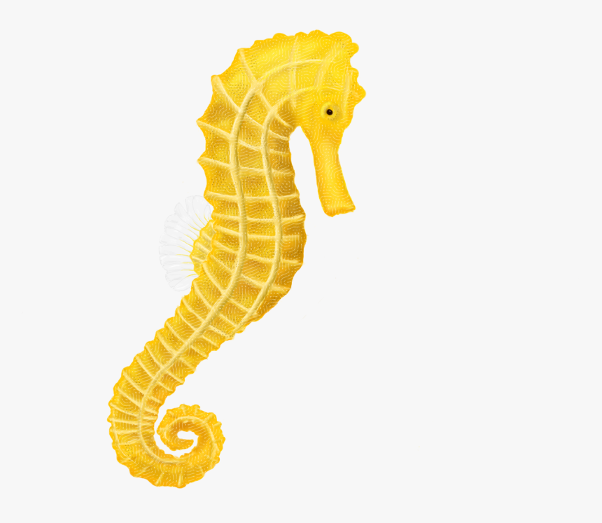 Transparent Background Seahorse Clipart, HD Png Download, Free Download