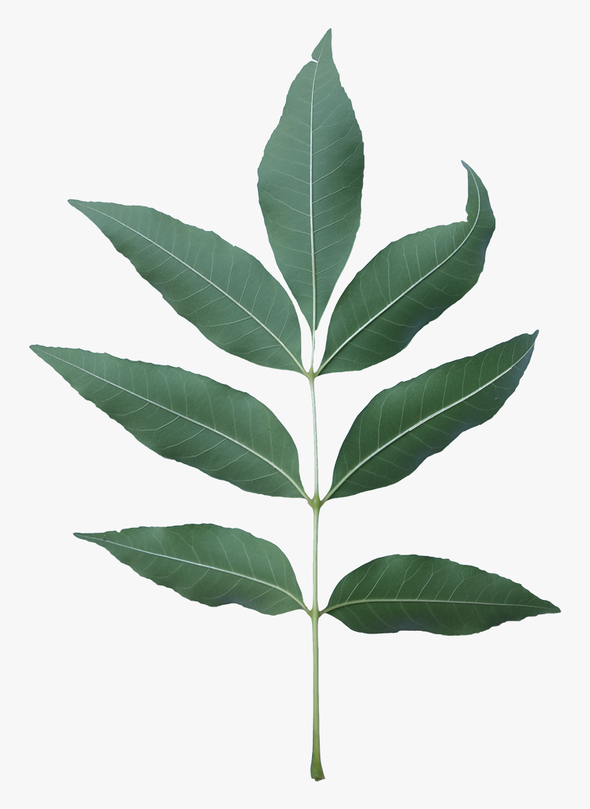 Ash Tree Leaf Png, Transparent Png, Free Download