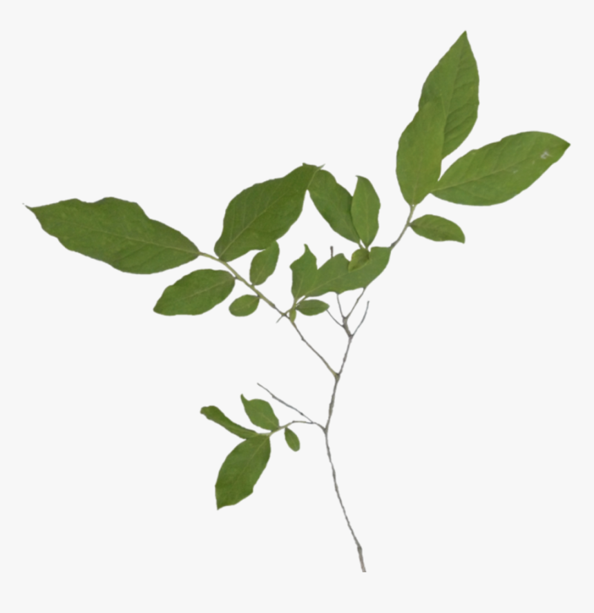 Twig, HD Png Download, Free Download