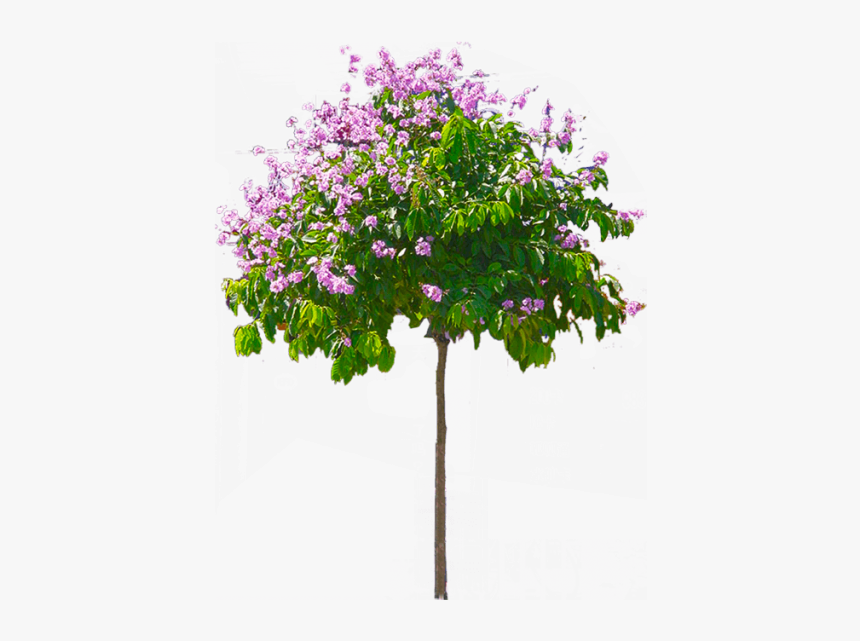 Lilac Tree Png - Transparent Background Flower Tree Png, Png Download, Free Download