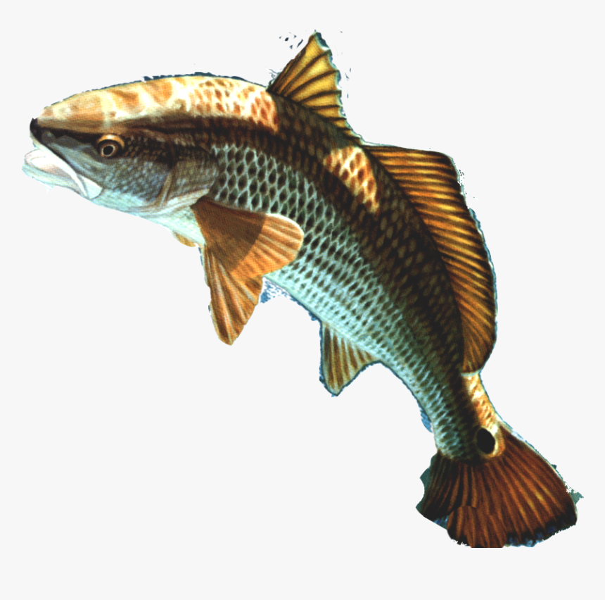 Brown Fish Png - Fish Head Transparent Background, Png Download, Free Download