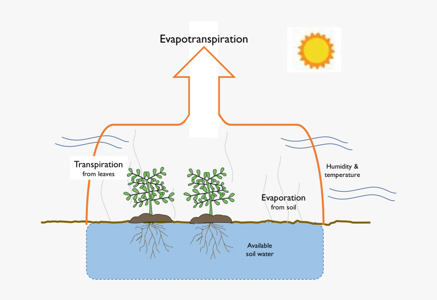 Schematic Of Evapotranspiration - Evapotranspiration Png, Transparent Png, Free Download