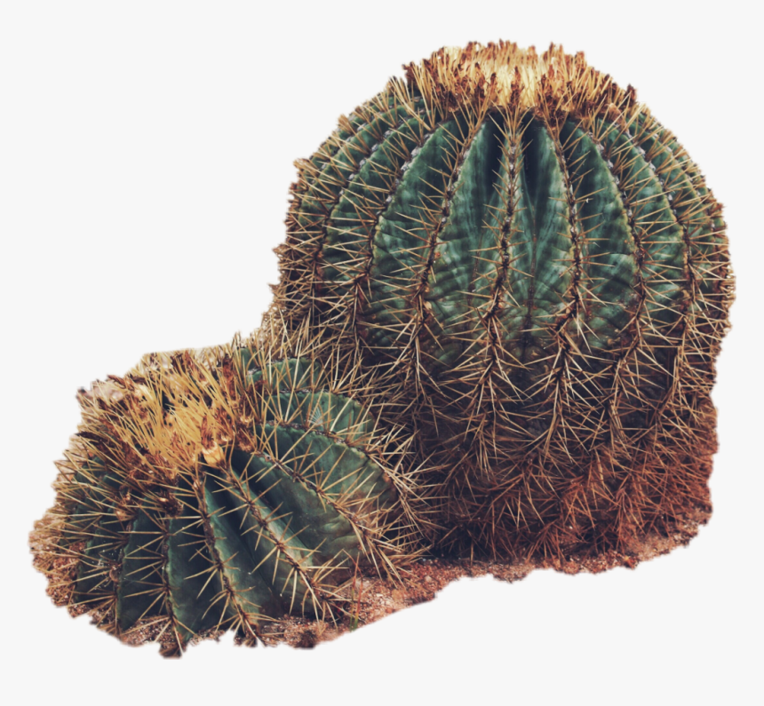 #sticker #cactus #plants #desert #green - Desert Plants Transparent, HD Png Download, Free Download