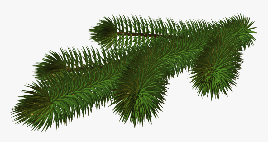 Transparent Branch Png - Christmas Tree Branch Png, Png Download, Free Download