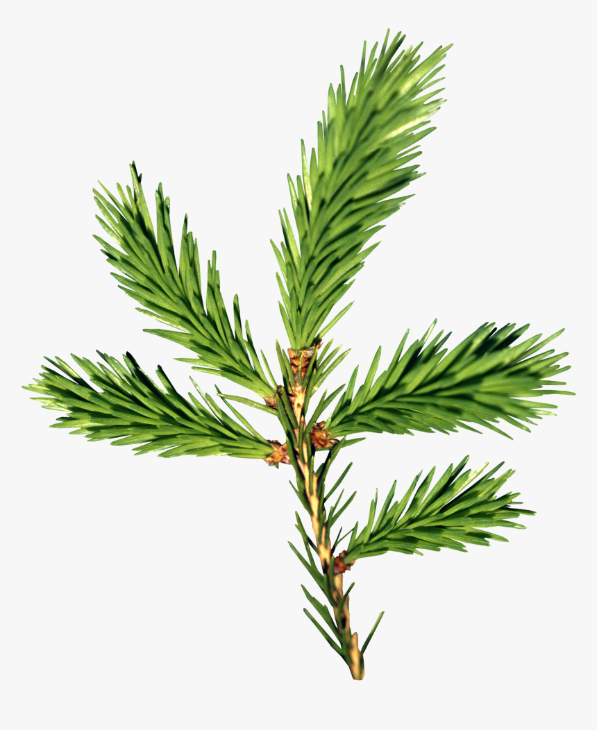 Fir-tree Png Image - Fir Balsam Png, Transparent Png, Free Download