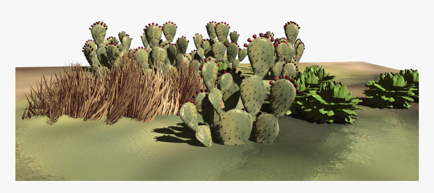 Some Desert Plants - Eastern Prickly Pear, HD Png Download, Free Download