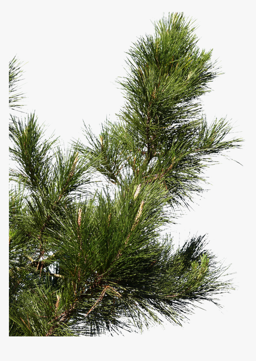 Clip Art Pine Spruce Cone Transprent - Pine Tree Branch Png, Transparent Png, Free Download