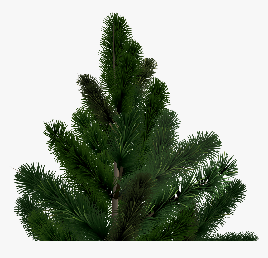 Fir-tree Png Image - Fir, Transparent Png, Free Download