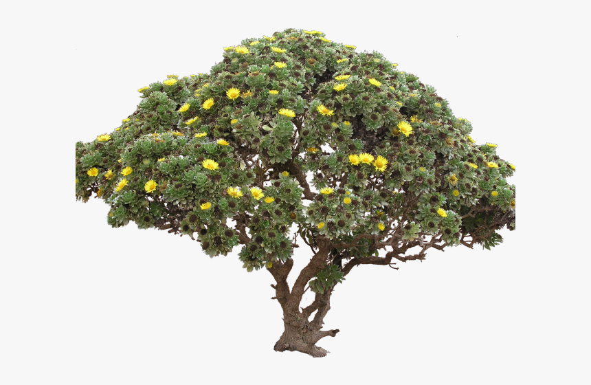 Drawn Bush Bushy Tree - Tree Png Transparent, Png Download, Free Download