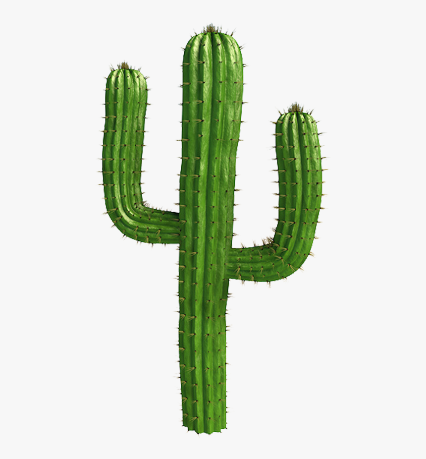 Saguaro Cactus Vector - Cactus Png, Transparent Png, Free Download