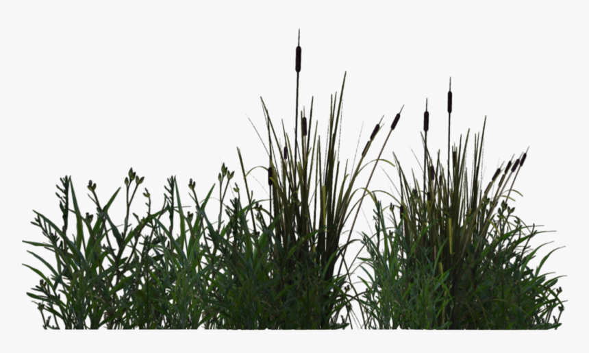 Pond Margin Plant - Water Plants Png, Transparent Png, Free Download