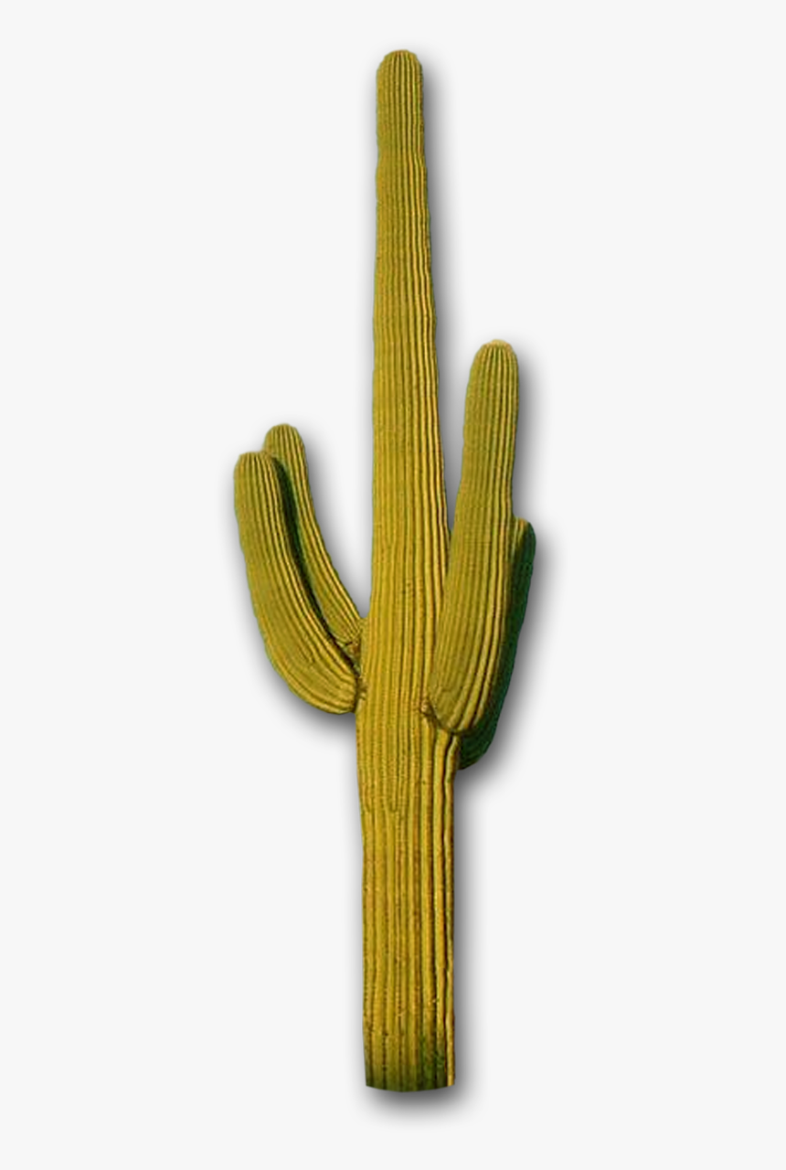 Cactus, Mountains The Distance Steve Lovelace - Saguaro Transparent, HD Png Download, Free Download