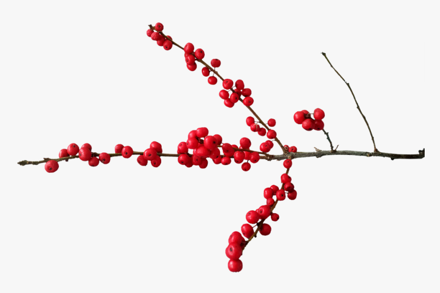 Christmas, Deco, Christmas Motif, Berry Red, Branch - Christmas Berries Transparent Background, HD Png Download, Free Download