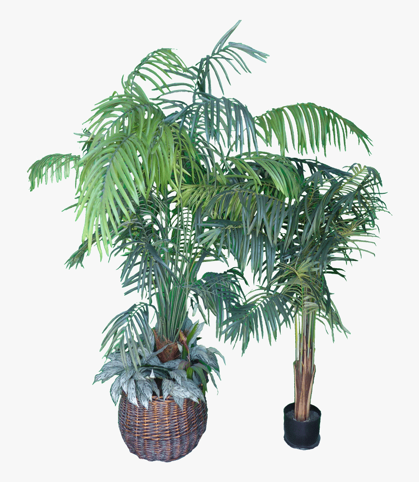 Plastic Plants - Roystonea, HD Png Download, Free Download