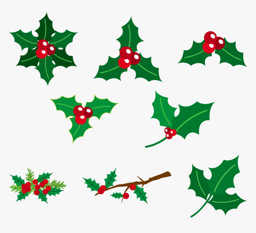 Holly Berries, Red And Green, Christmas, Green, Holly - Common Holly, HD Png Download, Free Download
