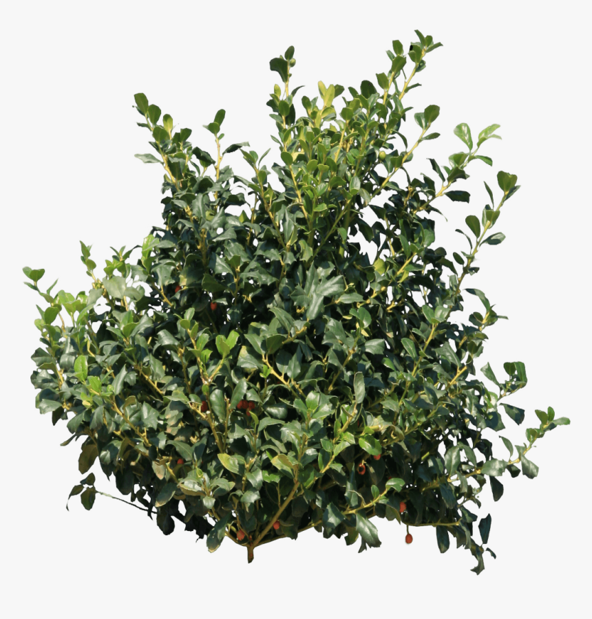 Transparent Background Shrub Png, Png Download, Free Download