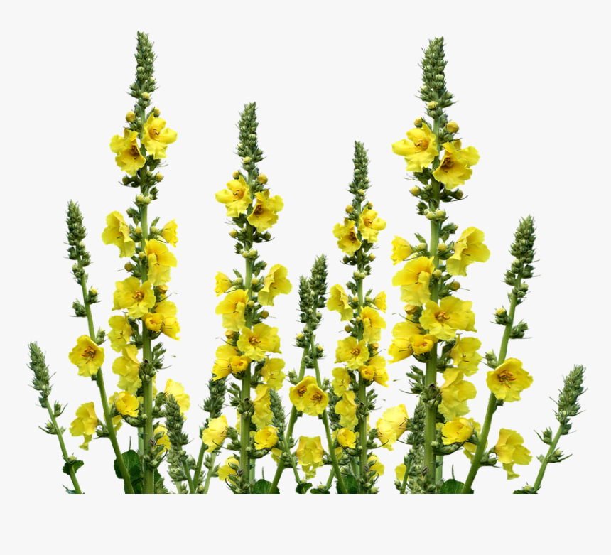 Wild Flowers, Meadow, Wildflowers, Yellow Flowers - Полевое Растение С Желтыми Цветами, HD Png Download, Free Download