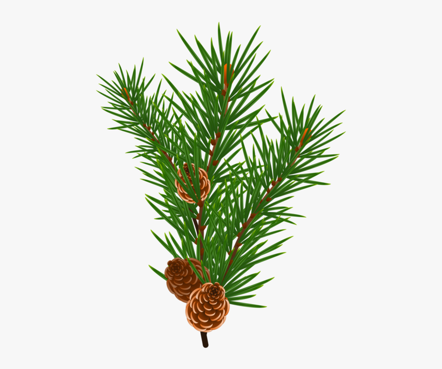 Fir,pine Family,plant - Christmas Tree Branch Vectors, HD Png Download, Free Download