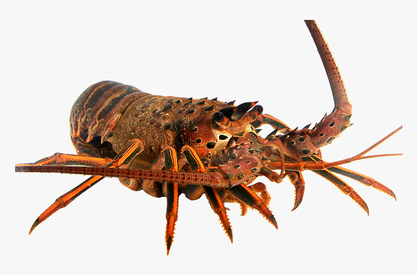 Transparent Lobster Png - American Lobster, Png Download, Free Download