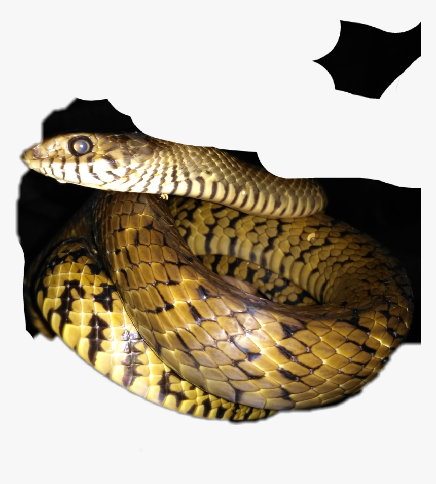 Serpent, HD Png Download, Free Download