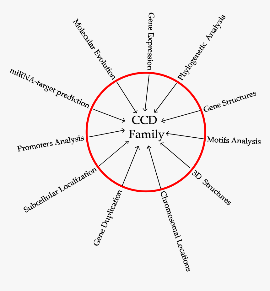 Diagram, HD Png Download, Free Download