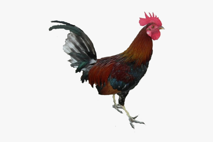 Murga Images Png, Transparent Png, Free Download