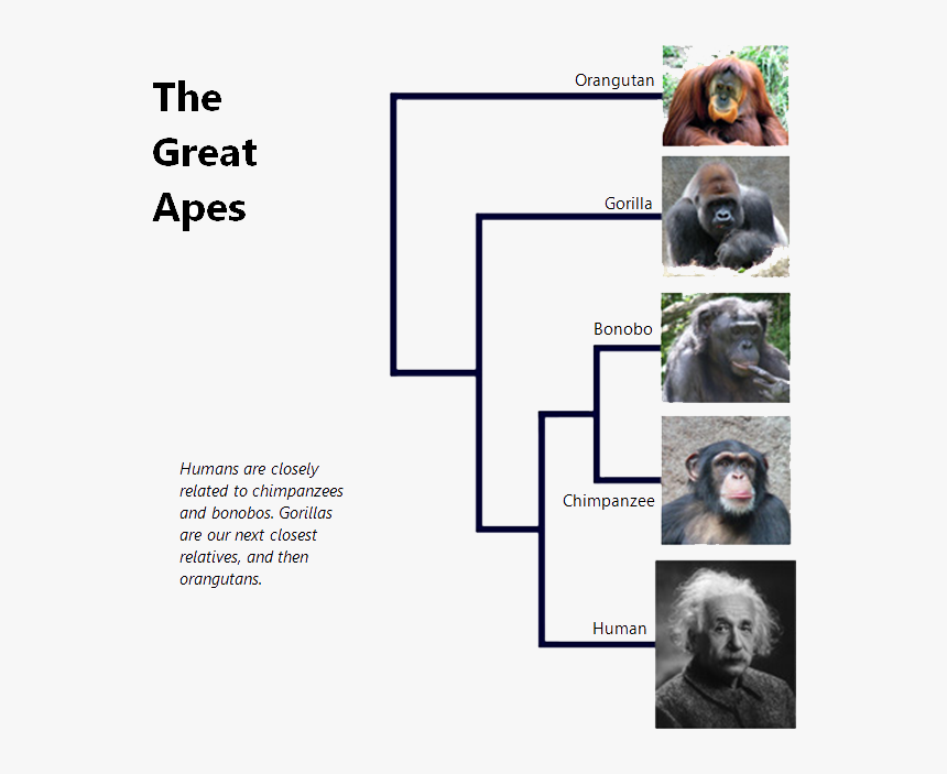 The Great Apes - Phylogenetic Tree Apes, HD Png Download, Free Download