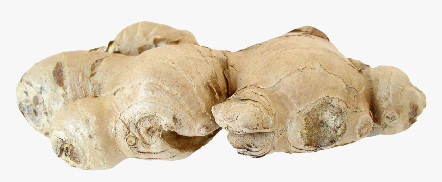 Ginger, HD Png Download, Free Download