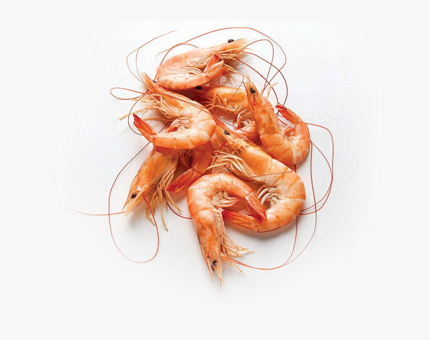 Health Benefits Of Shrimp, HD Png Download, Free Download