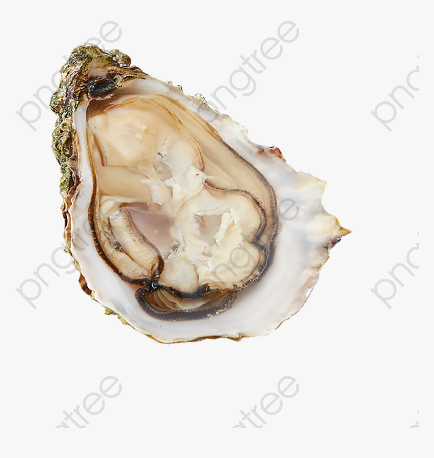 Wild Oyster Shell, Shell Clipart, Seafood, Delicious - Oyster Shell Png, Transparent Png, Free Download