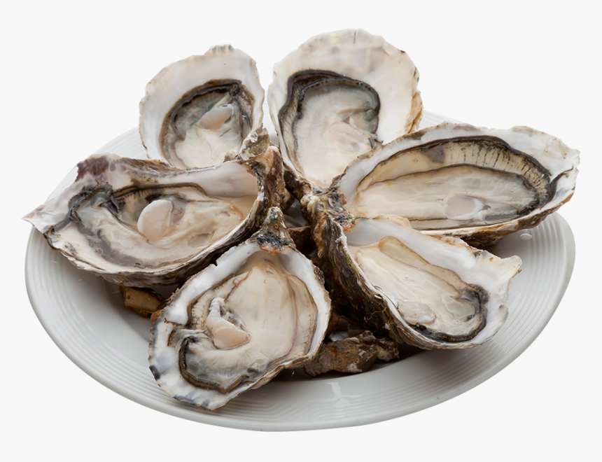 Oysters Png, Transparent Png, Free Download