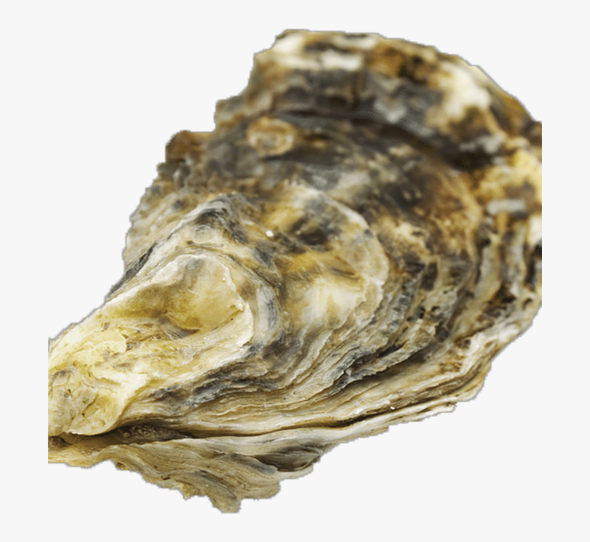 Transparent Background Oyster Shell Png, Png Download, Free Download