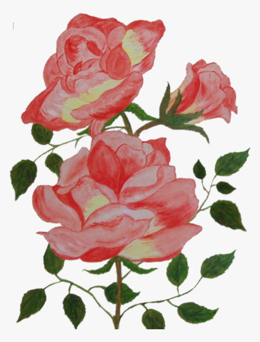 9 Image - Garden Roses, HD Png Download, Free Download