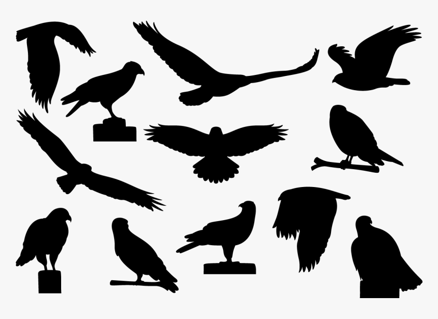 Buzzard Silhouettes Vector - Eagle, HD Png Download, Free Download