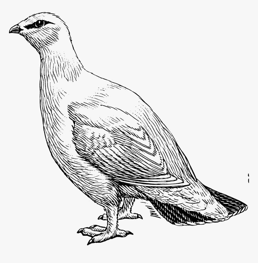 Pigeon Animal Biology Free Photo - Ptarmigan Clipart, HD Png Download, Free Download
