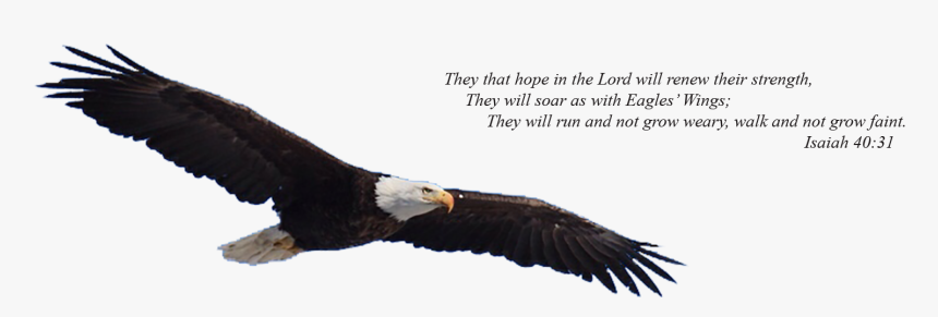 Christian Counseling * Spiritual Direction * Retreats - Bald Eagle, HD Png Download, Free Download