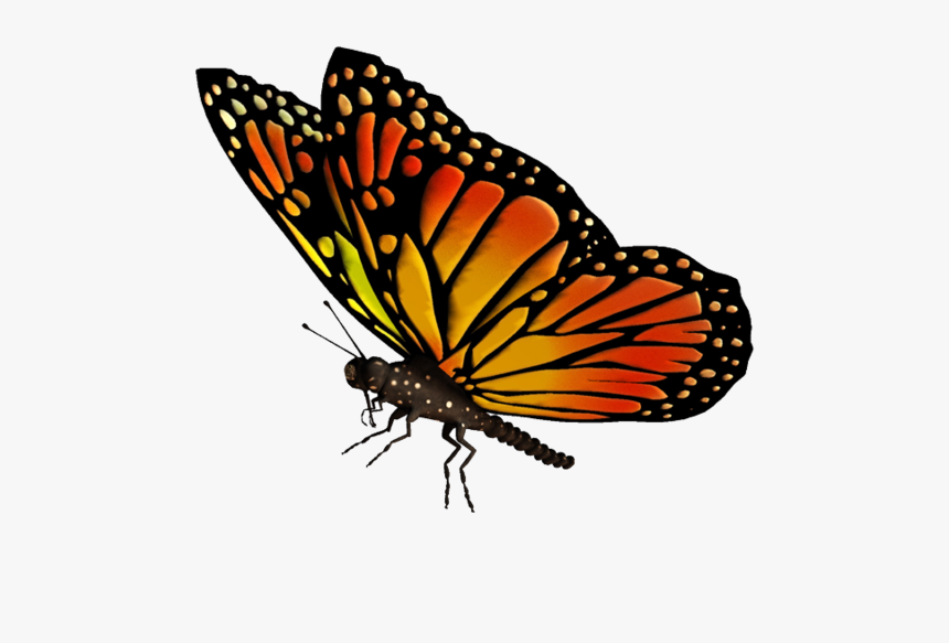 Flying Butterflies Transparent Png - Transparent Background Butterfly Gif Png, Png Download, Free Download