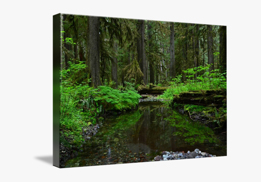 3913813610, Png V - Valdivian Temperate Rain Forest, Transparent Png, Free Download