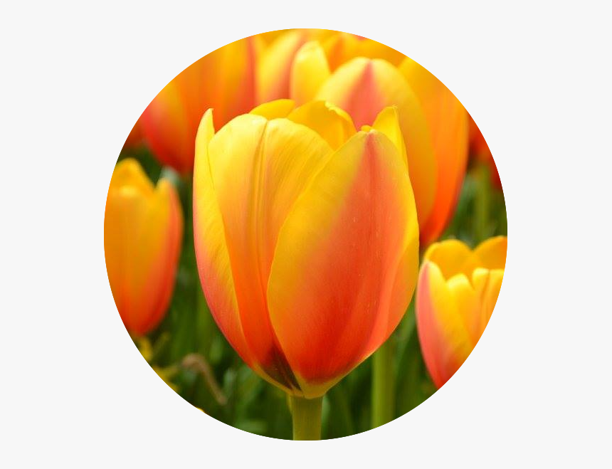 Tulips On The Go - Sprenger's Tulip, HD Png Download, Free Download