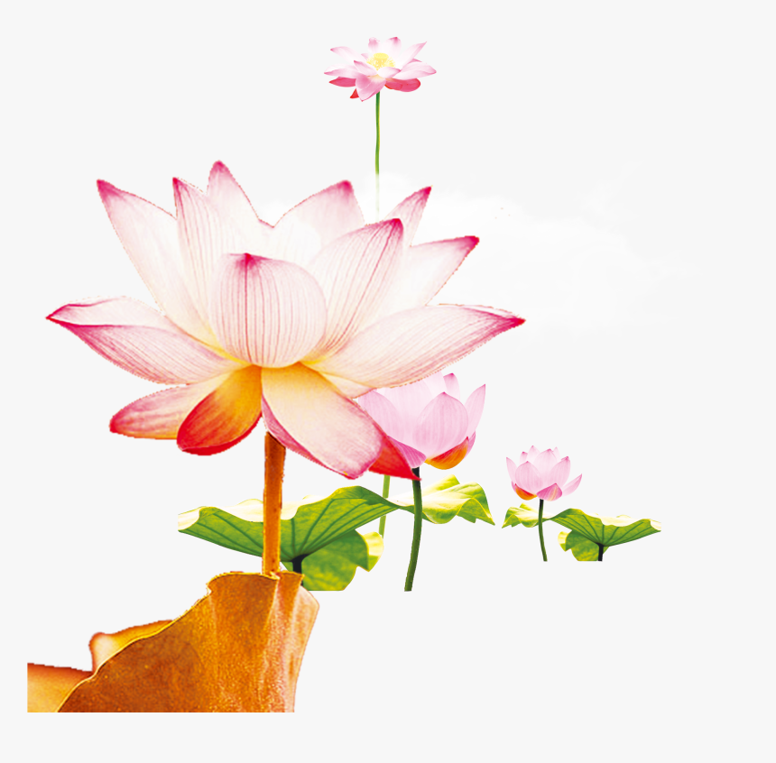 This Graphics Is Wen Hao Fresh Hand Painted Lotus Flower - Nymphaea Nelumbo, HD Png Download, Free Download